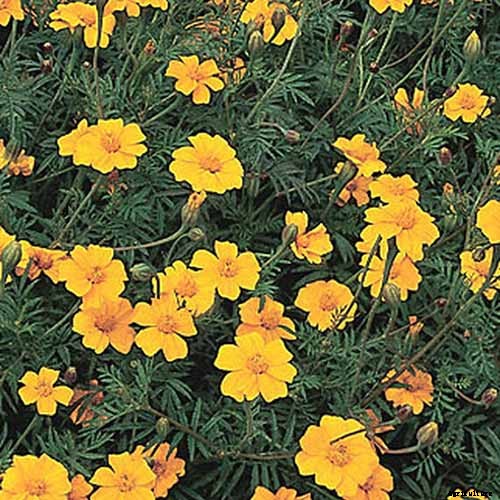 The Best Companion Plants to Grow with Pumpkins