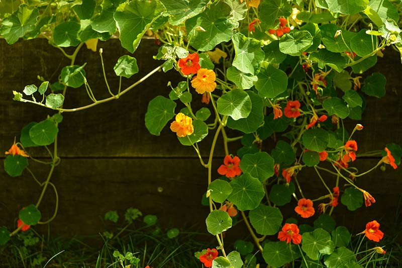 The Best Companion Plants to Grow with Pumpkins
