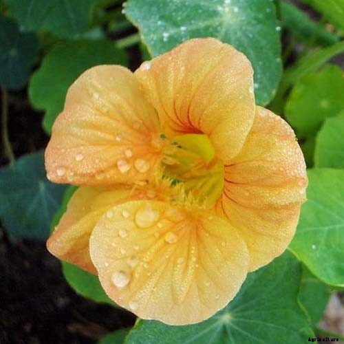 The Best Companion Plants to Grow with Pumpkins