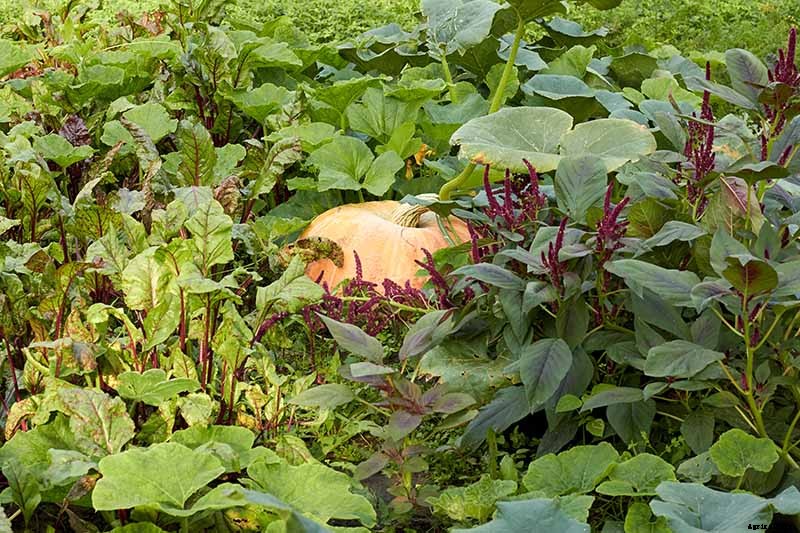 The Best Companion Plants to Grow with Pumpkins