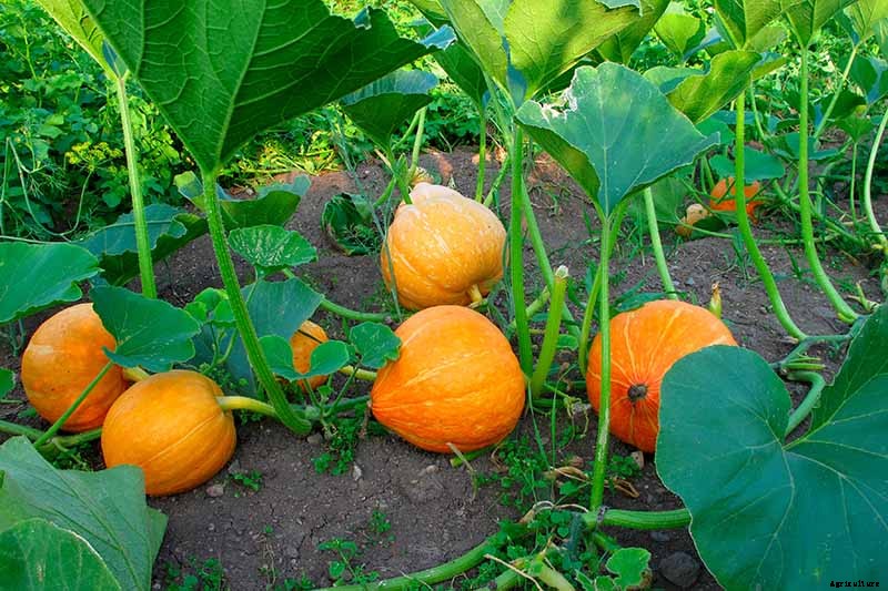 The Best Companion Plants to Grow with Pumpkins