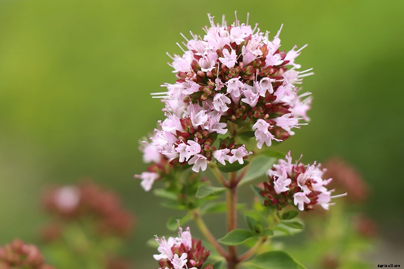 How to Plant and Grow Marjoram in Your Herb Garden