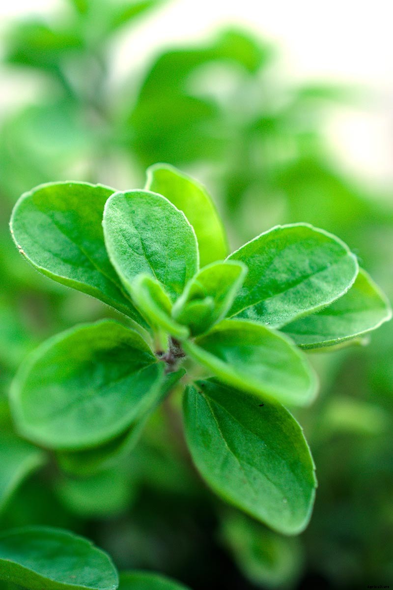 How to Plant and Grow Marjoram in Your Herb Garden