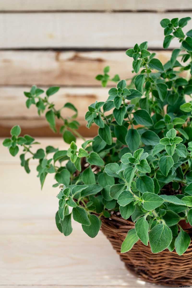 How to Plant and Grow Marjoram in Your Herb Garden