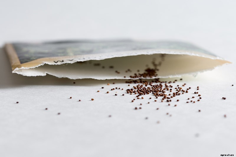 How to Plant and Grow Marjoram in Your Herb Garden