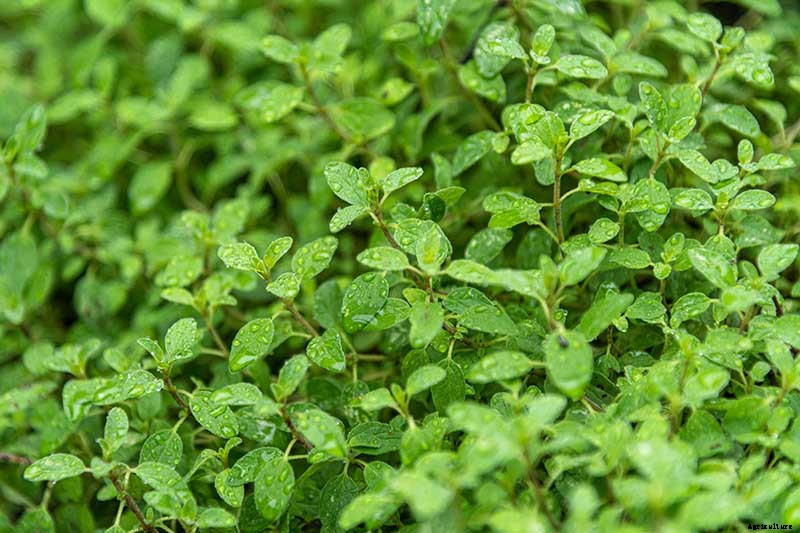 How to Plant and Grow Marjoram in Your Herb Garden