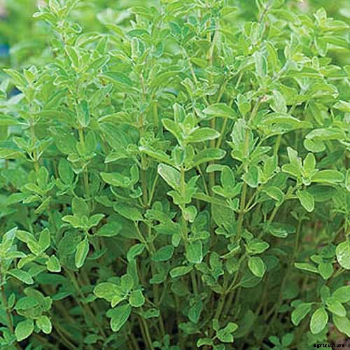 How to Plant and Grow Marjoram in Your Herb Garden