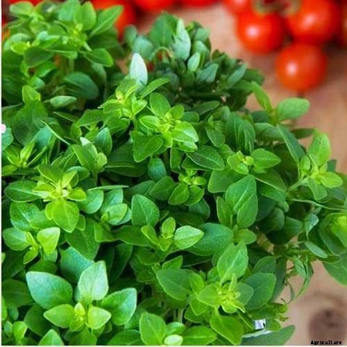 How to Plant and Grow Marjoram in Your Herb Garden