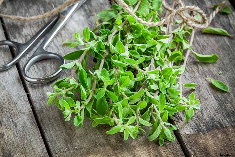 How to Plant and Grow Marjoram in Your Herb Garden