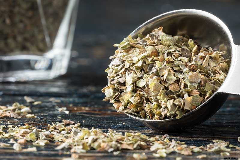 How to Plant and Grow Marjoram in Your Herb Garden