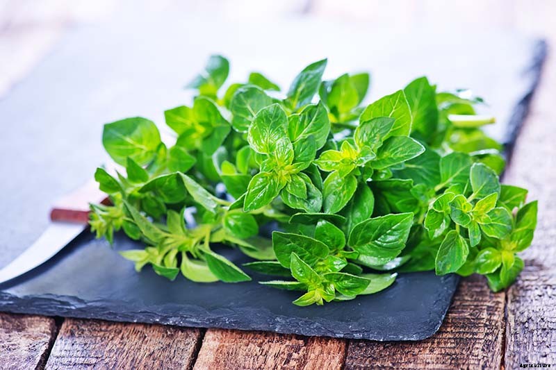 How to Plant and Grow Marjoram in Your Herb Garden