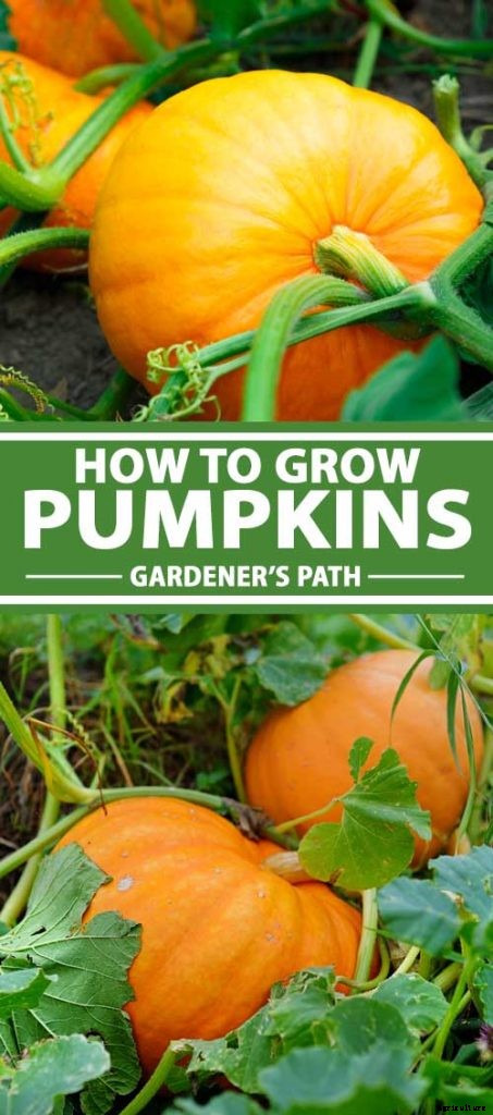 How to Grow Your Own Pumpkins
