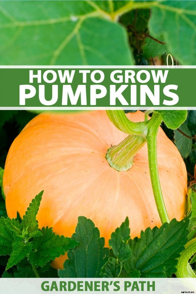 How to Grow Your Own Pumpkins