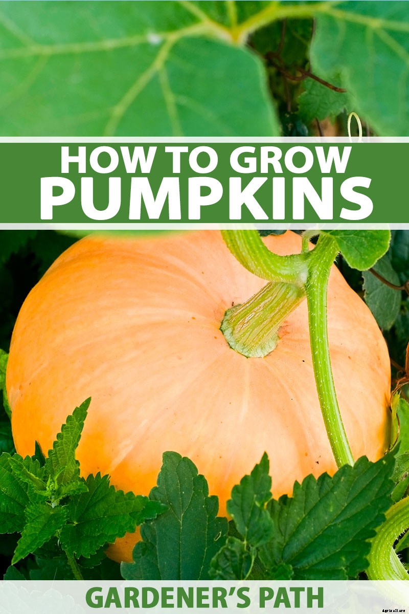 How to Grow Your Own Pumpkins