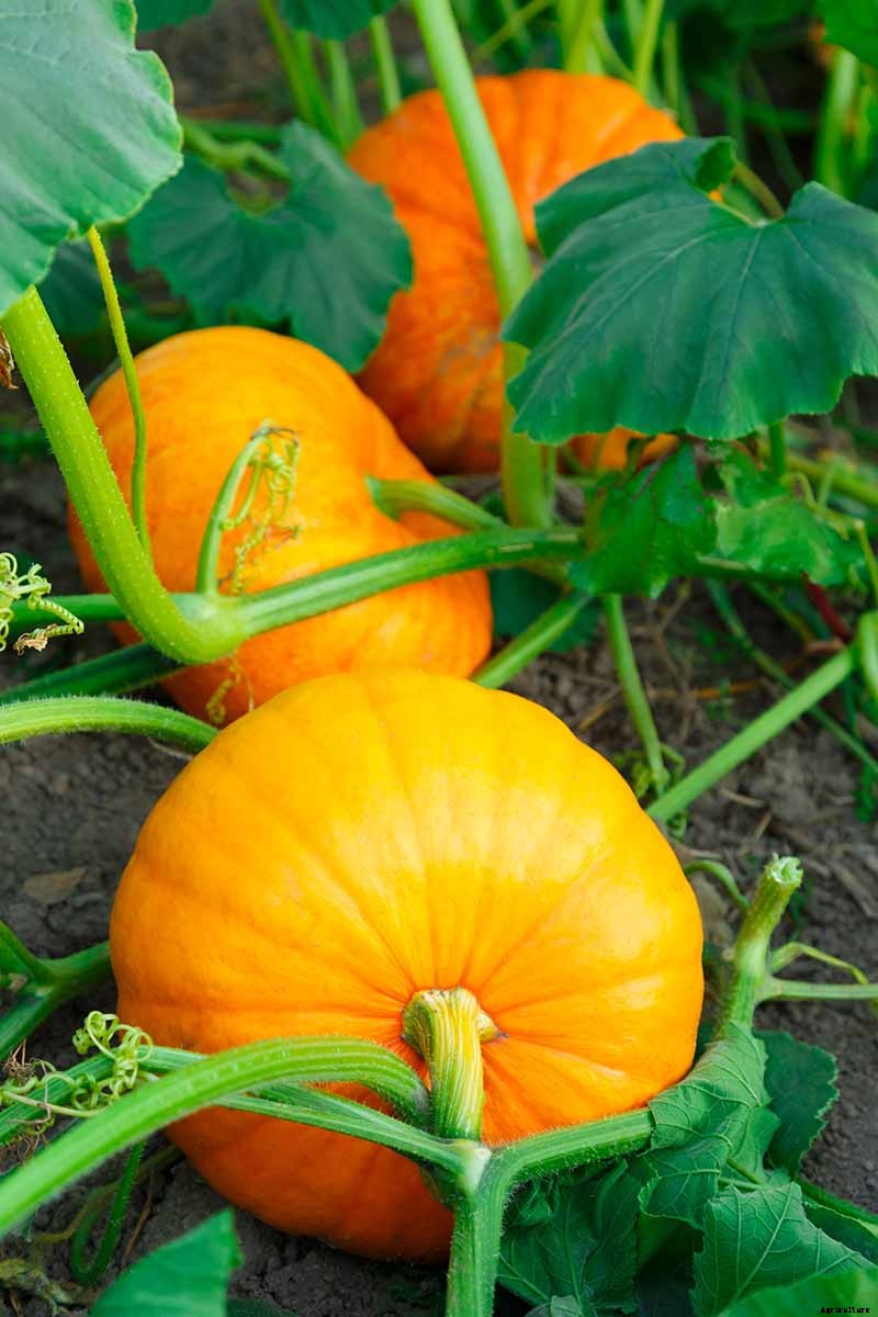 How to Grow Your Own Pumpkins
