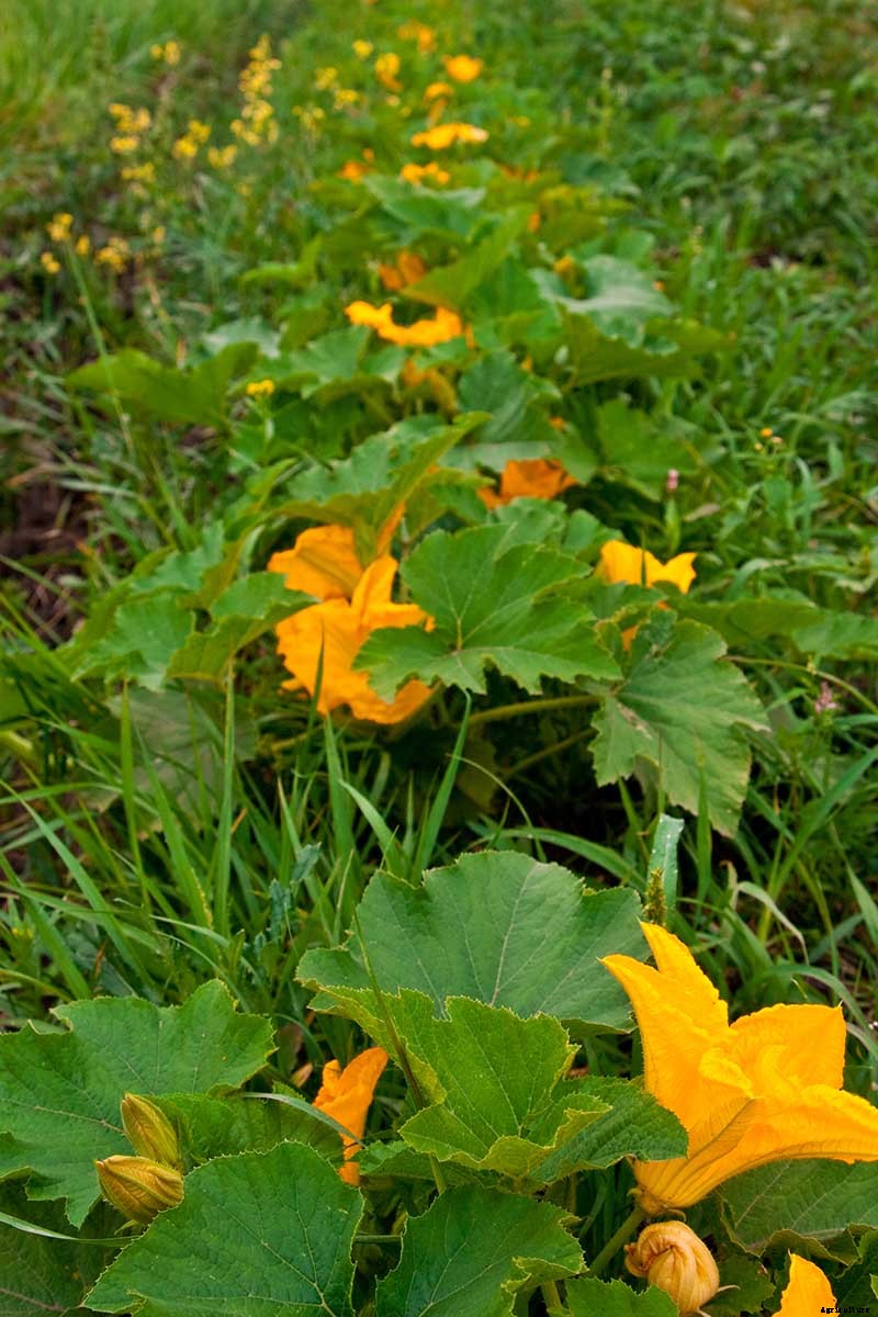 How to Grow Your Own Pumpkins