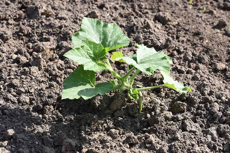 How to Grow Your Own Pumpkins