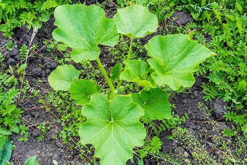 How to Grow Your Own Pumpkins