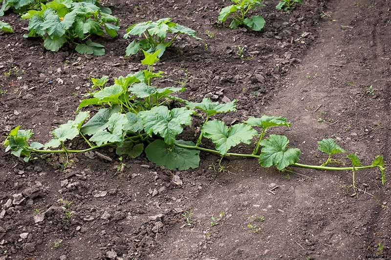 How to Grow Your Own Pumpkins