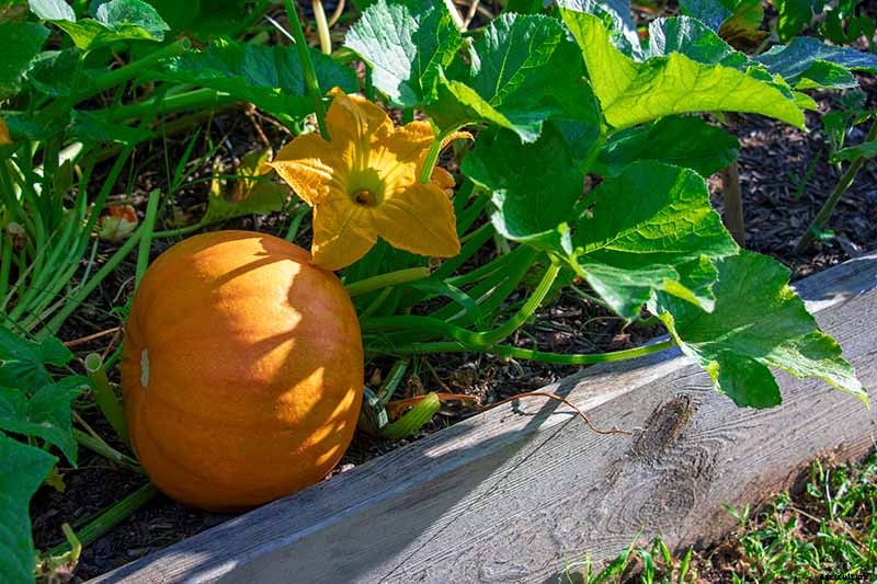 How to Grow Your Own Pumpkins