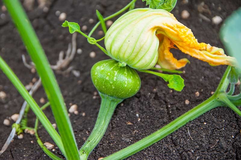 How to Grow Your Own Pumpkins