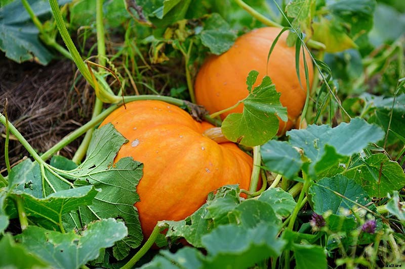 How to Grow Your Own Pumpkins