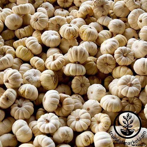 How to Grow Your Own Pumpkins