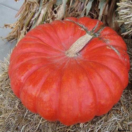 How to Grow Your Own Pumpkins