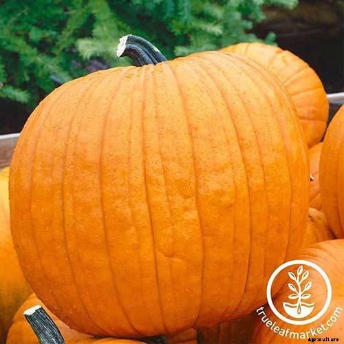 How to Grow Your Own Pumpkins