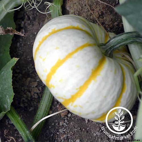 How to Grow Your Own Pumpkins