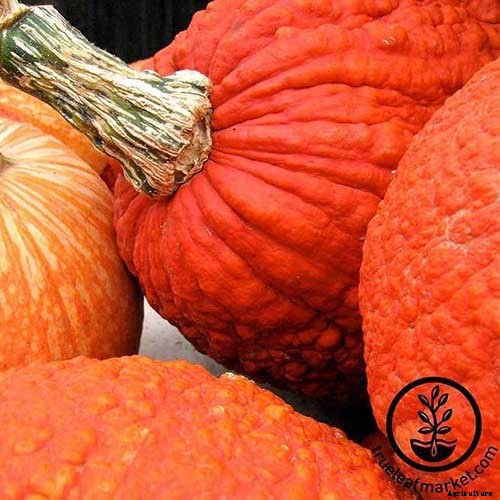 How to Grow Your Own Pumpkins