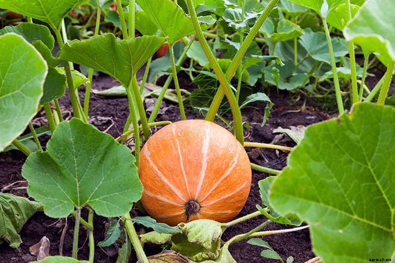How to Grow Your Own Pumpkins