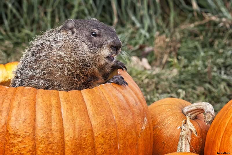 How to Grow Your Own Pumpkins