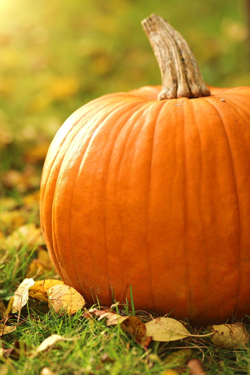 How to Grow Your Own Pumpkins