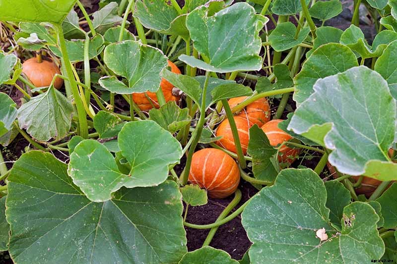 How to Grow Your Own Pumpkins
