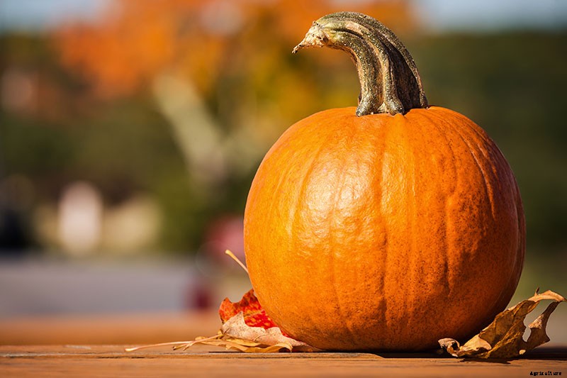 How to Grow Your Own Pumpkins