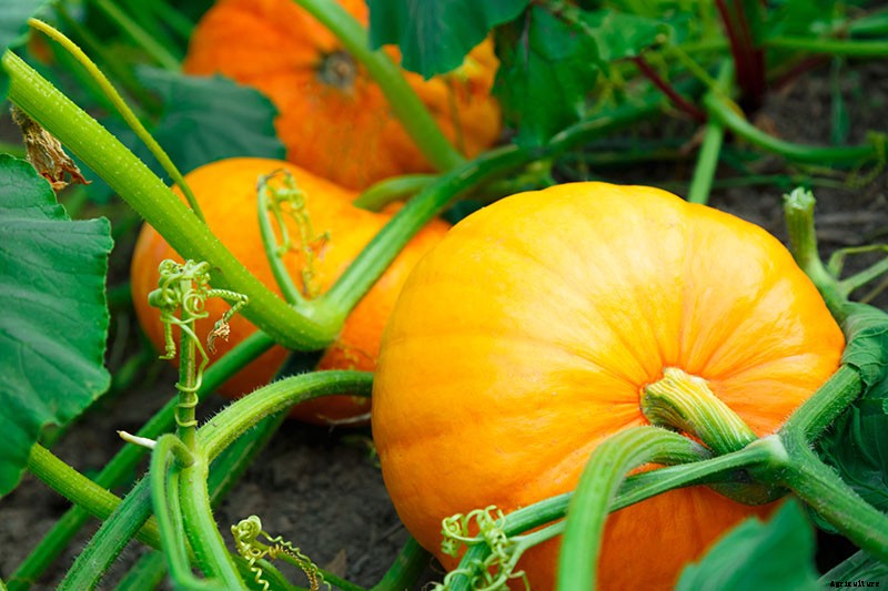 How to Grow Your Own Pumpkins