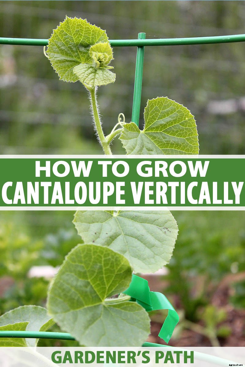 Train Those Melons on a Trellis: How to Grow Cantaloupe Vertically