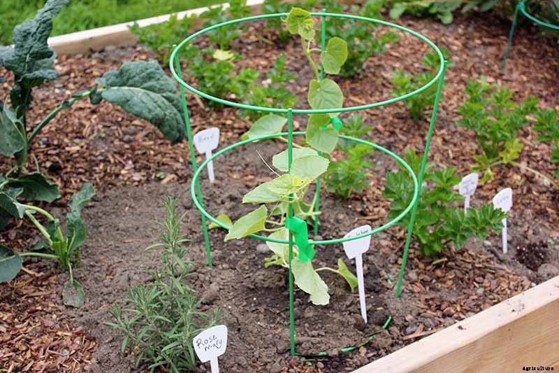 Train Those Melons on a Trellis: How to Grow Cantaloupe Vertically
