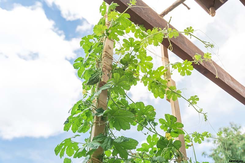 Train Those Melons on a Trellis: How to Grow Cantaloupe Vertically