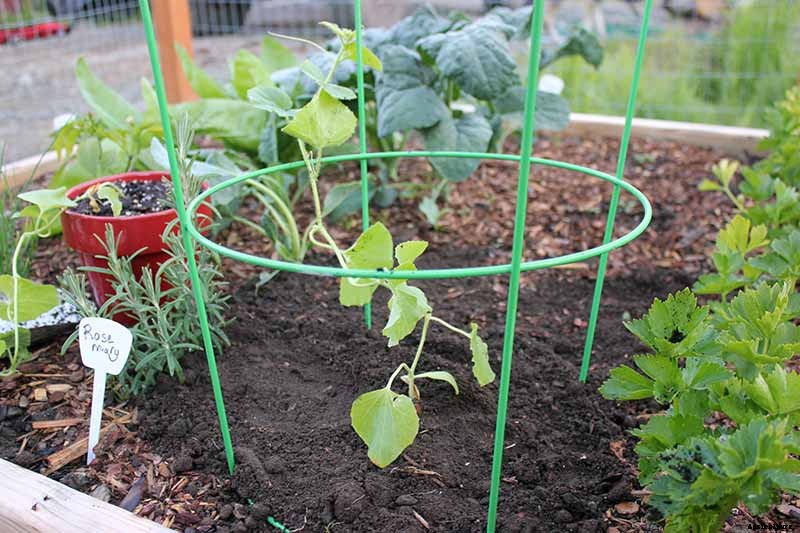 Train Those Melons on a Trellis: How to Grow Cantaloupe Vertically