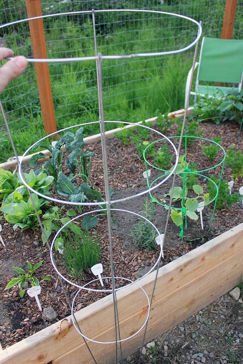 Train Those Melons on a Trellis: How to Grow Cantaloupe Vertically