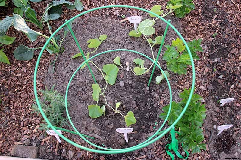 Train Those Melons on a Trellis: How to Grow Cantaloupe Vertically