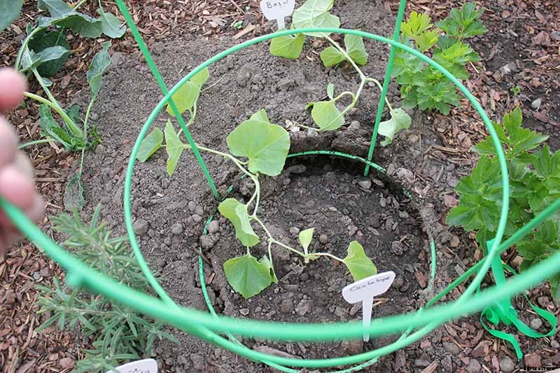 Train Those Melons on a Trellis: How to Grow Cantaloupe Vertically
