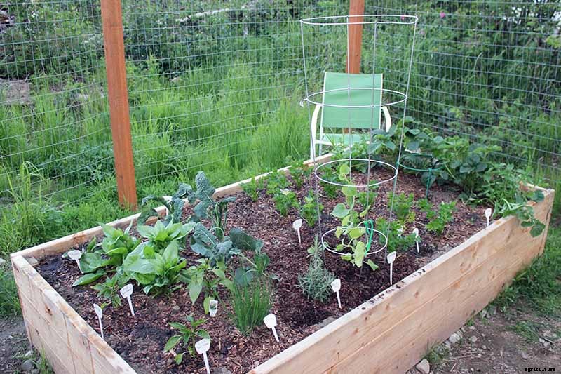 Train Those Melons on a Trellis: How to Grow Cantaloupe Vertically