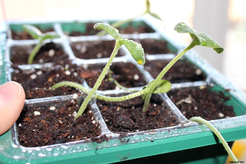 Train Those Melons on a Trellis: How to Grow Cantaloupe Vertically