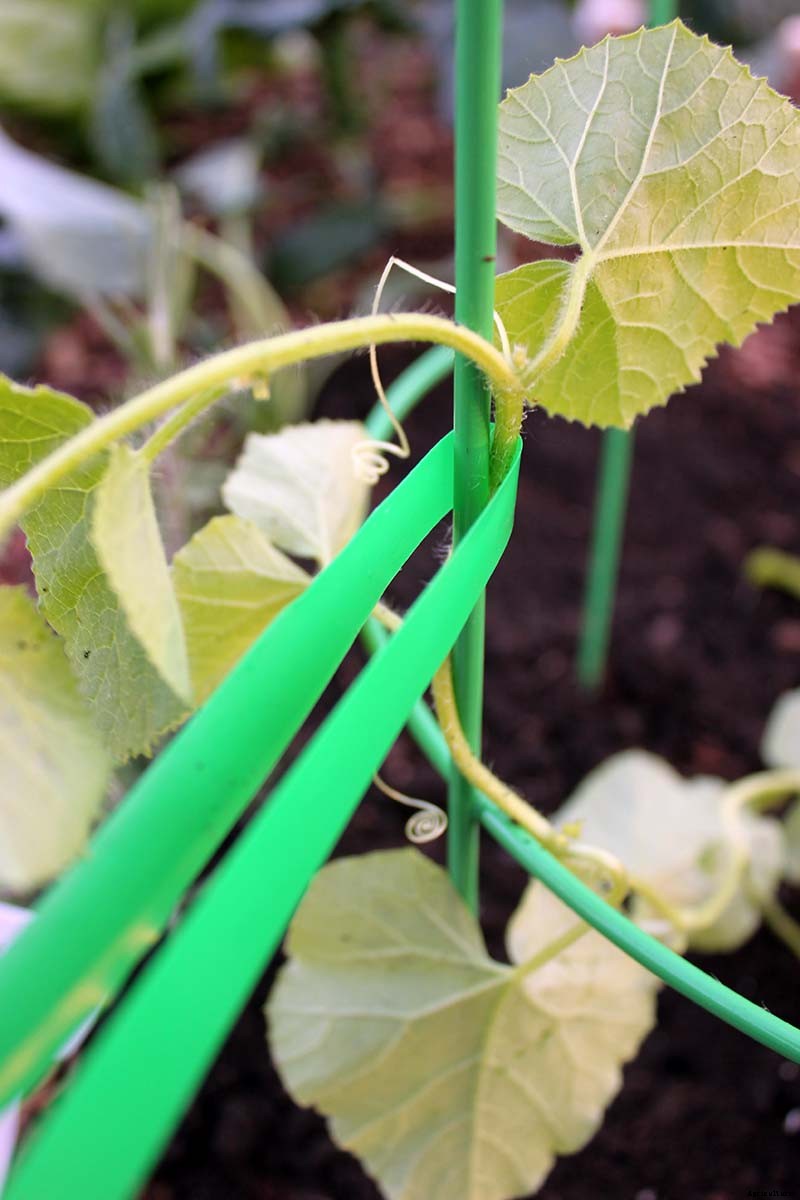Train Those Melons on a Trellis: How to Grow Cantaloupe Vertically