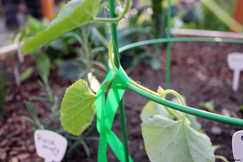 Train Those Melons on a Trellis: How to Grow Cantaloupe Vertically