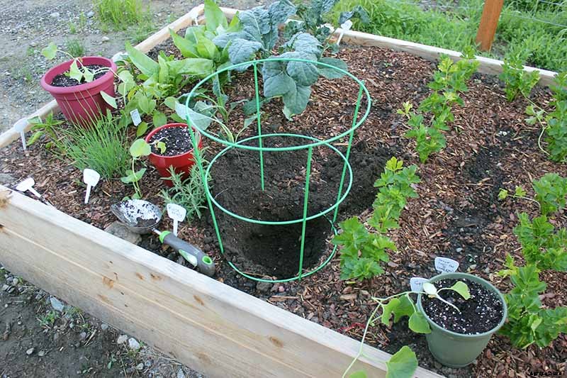 Train Those Melons on a Trellis: How to Grow Cantaloupe Vertically