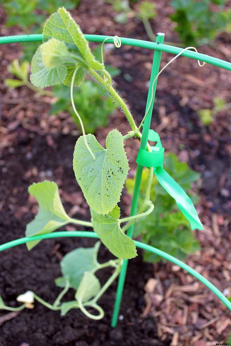 Train Those Melons on a Trellis: How to Grow Cantaloupe Vertically